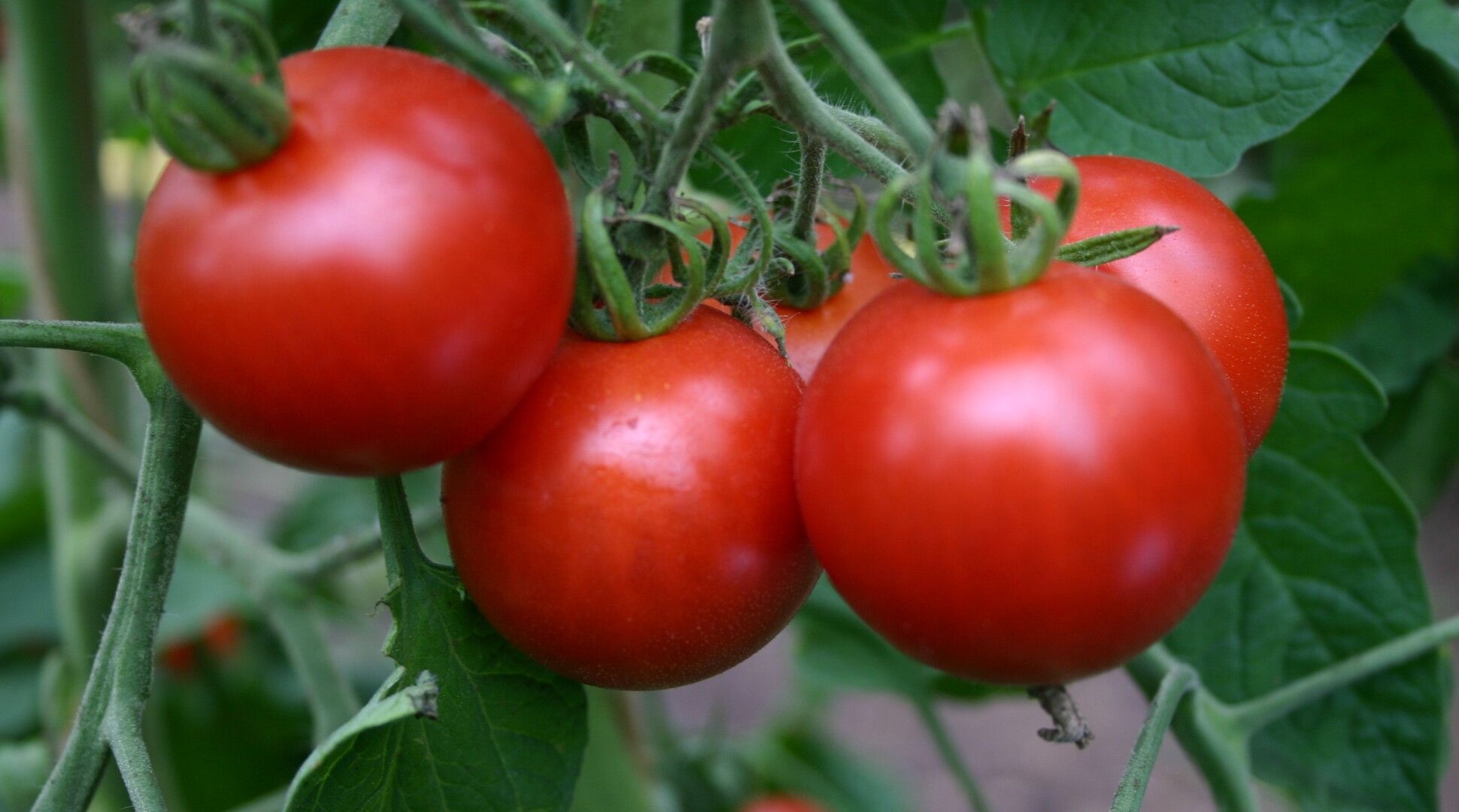 Nieuws: Patent op tomaten ingetrokken